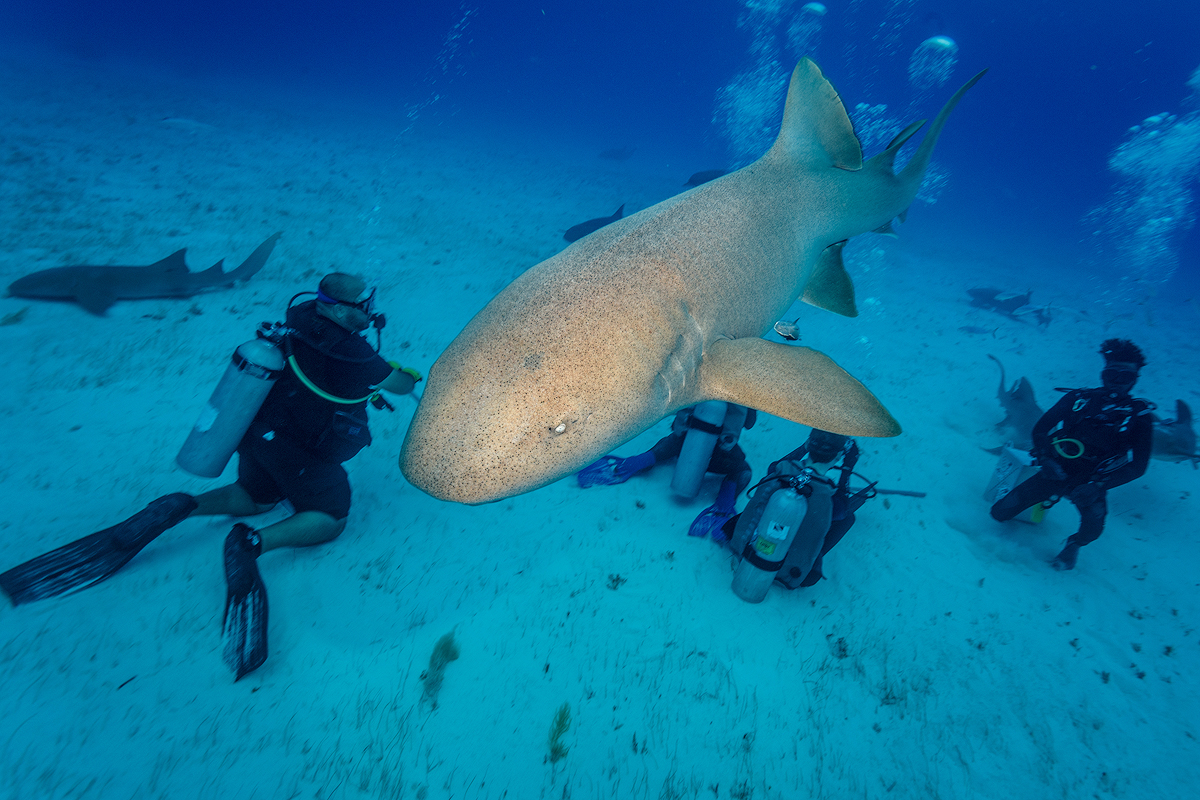 Shark Diving with Under the Sea in Bimini, Bahamas