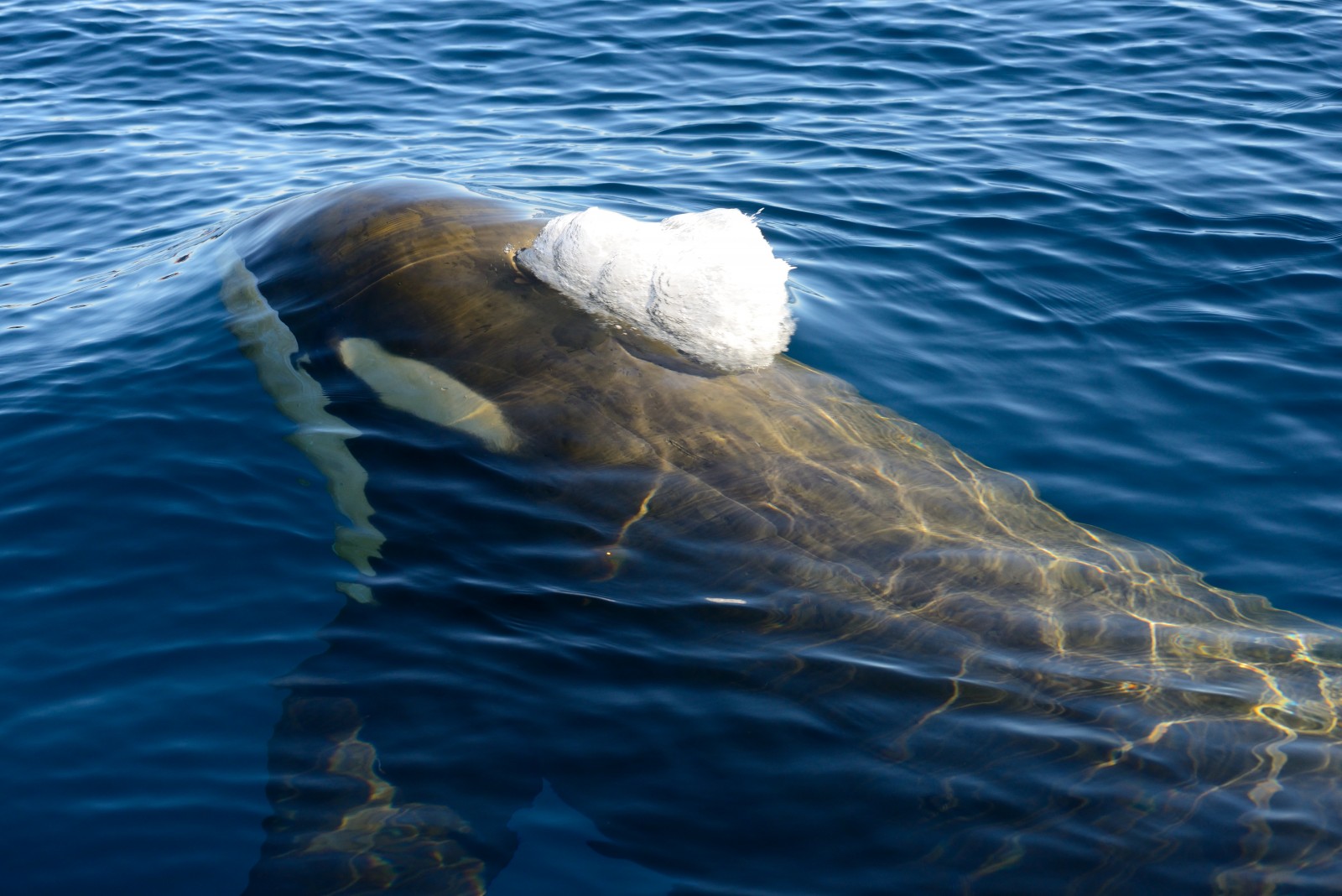 Killer Whale - Flights to Anartica | Visit Antarctica - Travel-Break.net