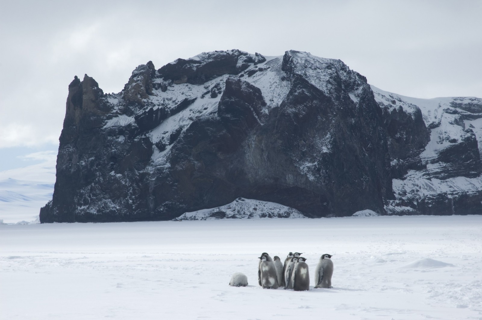 Penguin Obsession - Visit Antarctica