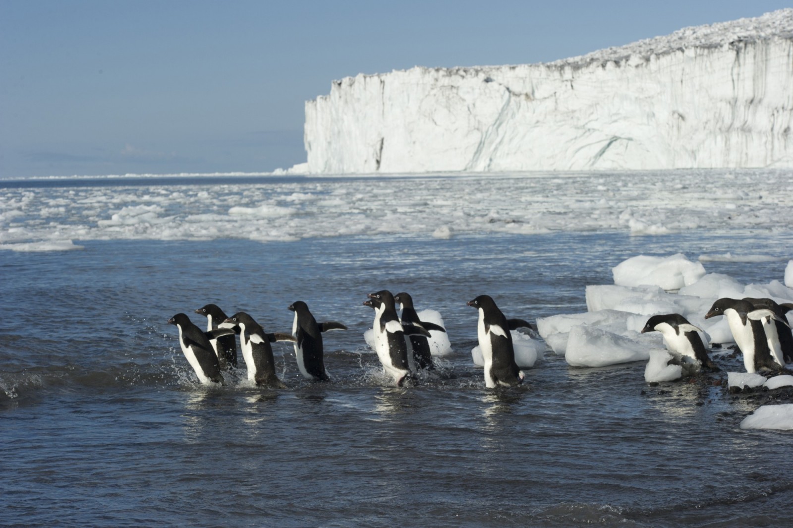 Ross Sea Adelie Penguins | Visit Antarctica | Travel-Break.net