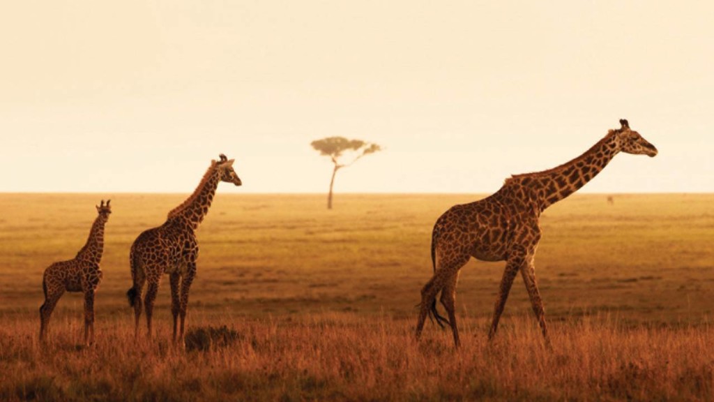 21 Spectacular Photos that Will Send You to Serengeti National Park •  TravelBreak