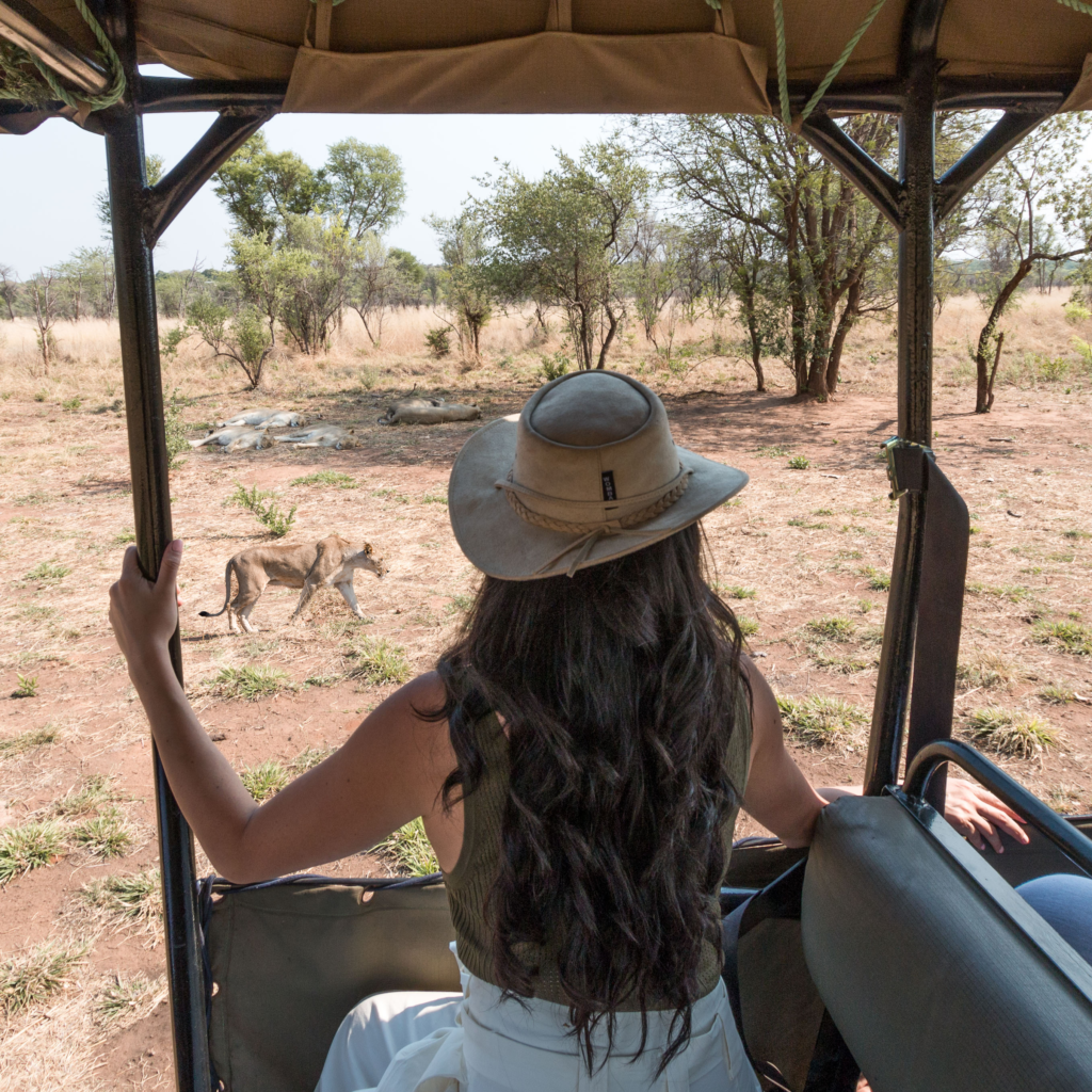 Drive through a REAL lion conservation experience and skip unethical lion walks | TravelBreak.net