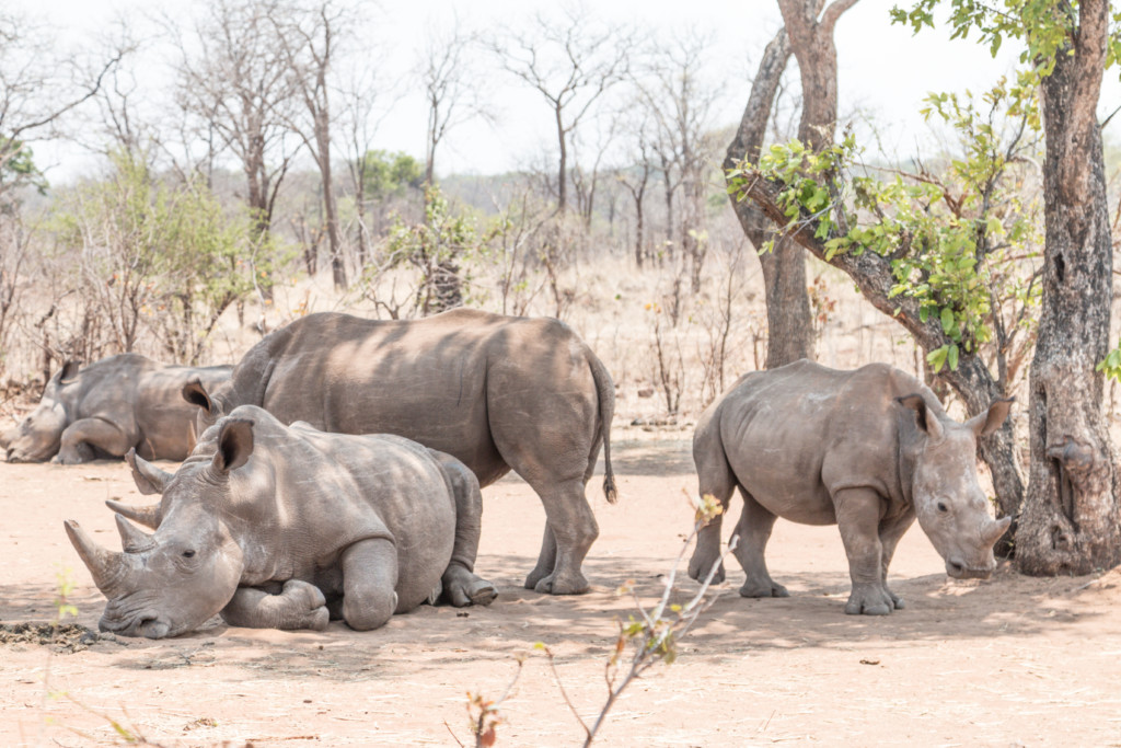 See Rhinos in Zambia | The Best Experiences at Victoria Falls | Photo guide from Travel-Break.net