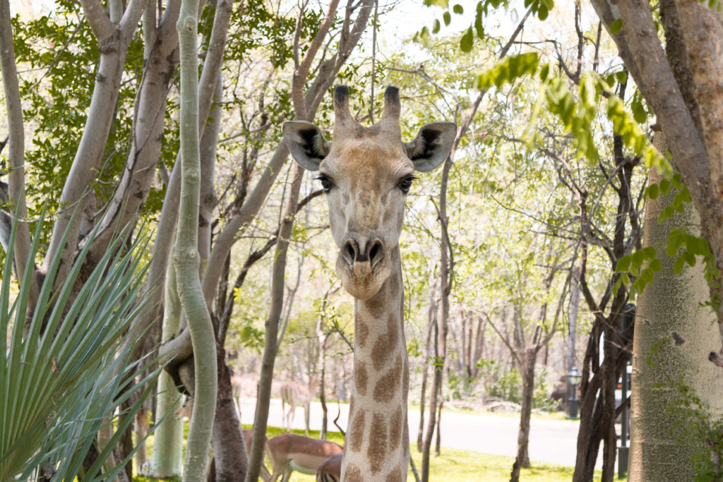 Giraffe at the Royal Livingstone Hotel | 15 Photos of the Best Experiences at Victoria Falls, Zambia and Zimbabwe | Travel tips, African Safari details and more from the travel blog TravelBreak.net