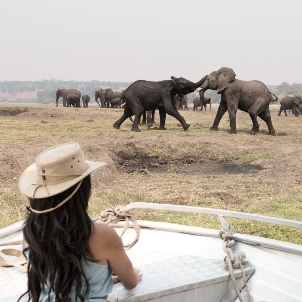 Safari Cruise, Botswana - @StephBeTravel TravelBreak.net | A day trip from Zambia | The Best experiences for Victoria Falls 