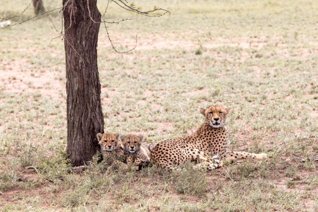 A mother cheetah and her cubs in Serengeti National Park - with the Four Seasons Serengeti Lodge safari. | From the travel blog Travel-Break.net