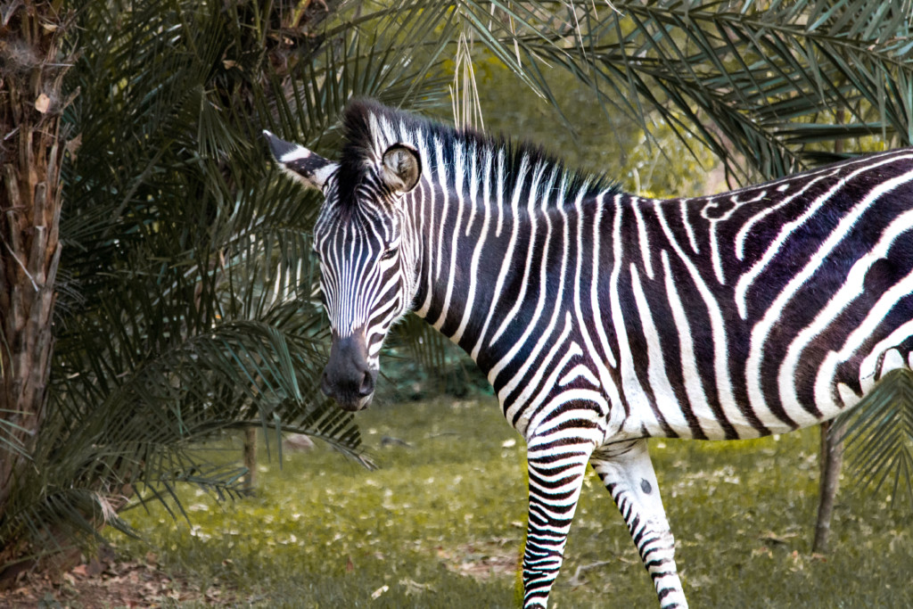 Zebra at the Royal Livingstone Hotel | 15 Photos of the Best Experiences at Victoria Falls, Zambia and Zimbabwe | Travel tips, African Safari details and more from the travel blog TravelBreak.net