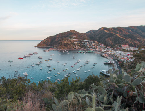 5 Spontaneous Things to Do in Catalina Island (Photo Guide)