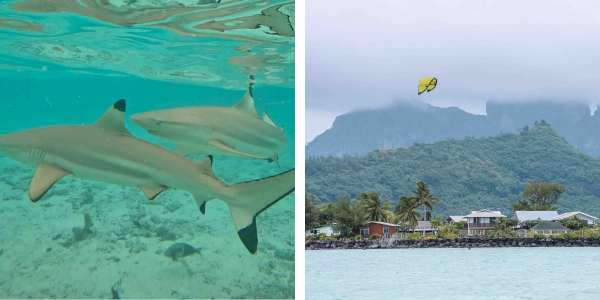 best things to do in Bora bora is to swim with sharks and stingrays