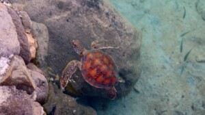 turtle sanctuary in Intercontinental Tahiti Resort & Spa